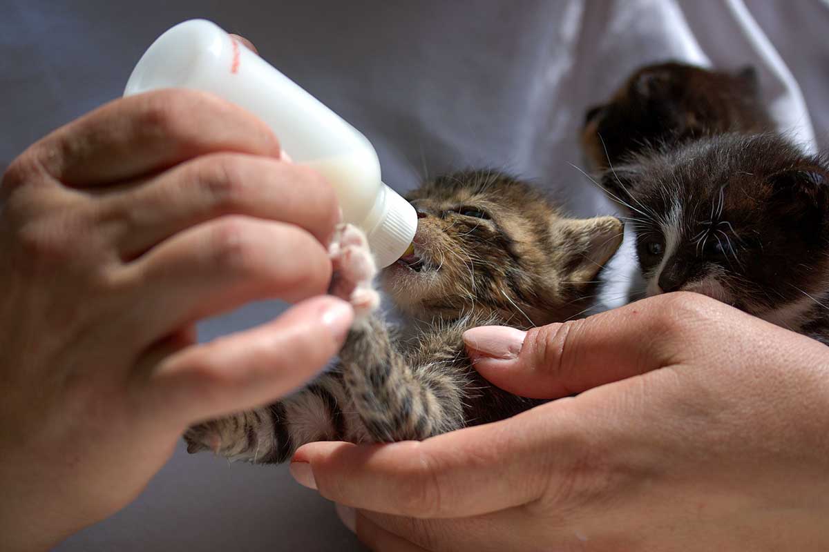 Como calcular la edad de un gatito