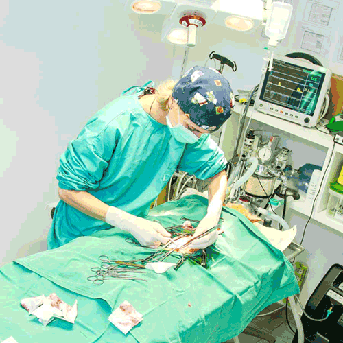 Les chirurgies de convenance et stérilisation