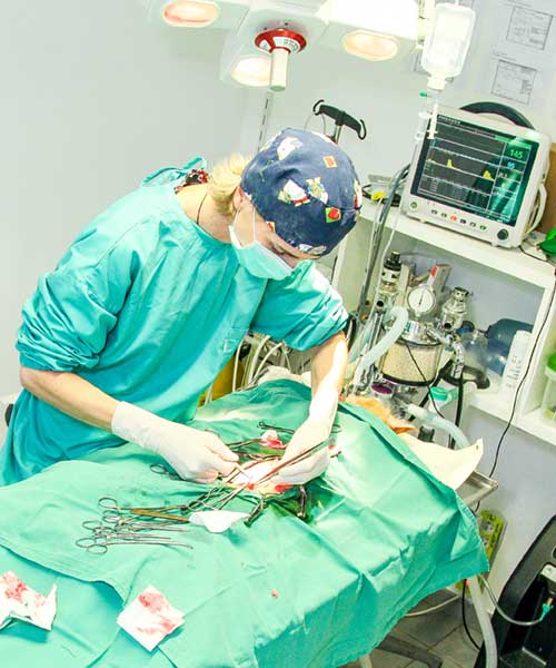 Les chirurgies de convenance et stérilisation