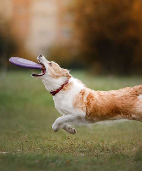 La puberté de mon animal